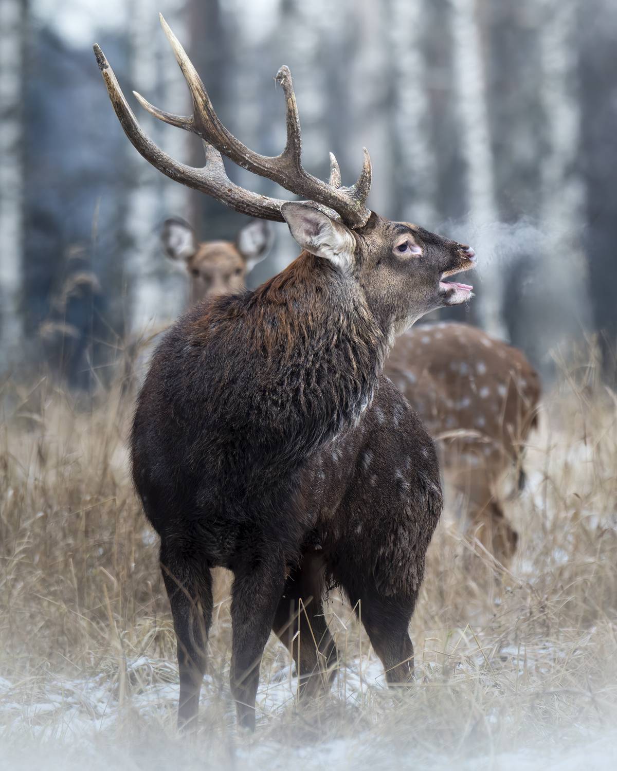 , Поляков Михаил
