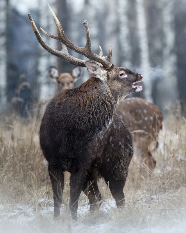 Пятнистый олень (Cervus nippon)  фото превью