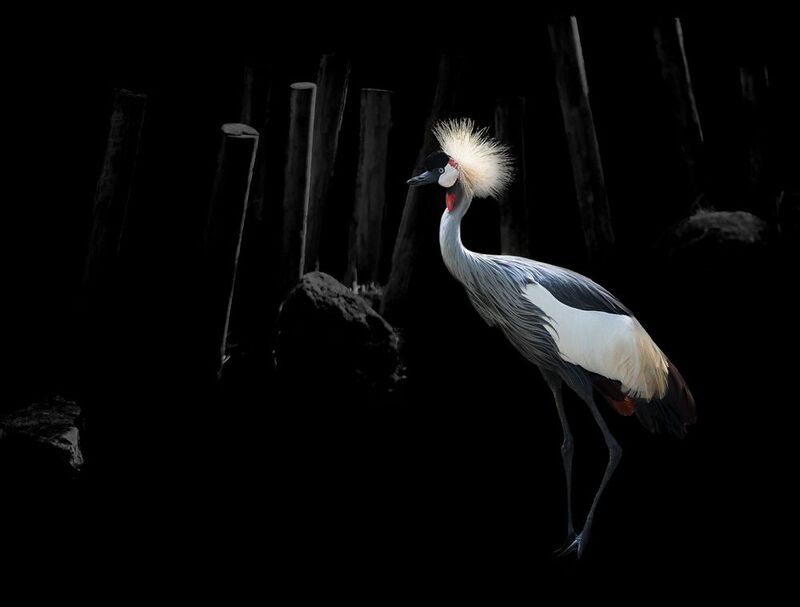 Чёрный венценосный журавль фото превью