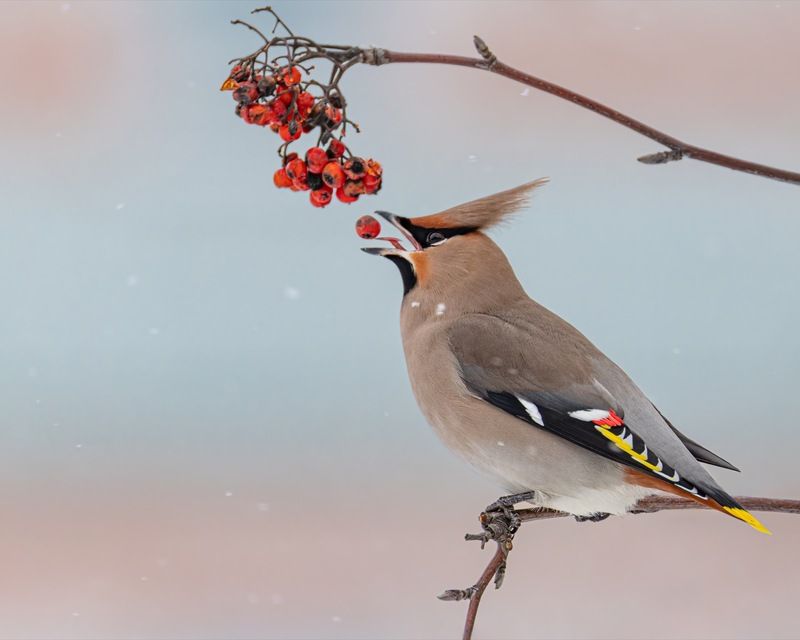 свиристель, птицы, рябина  фото превью