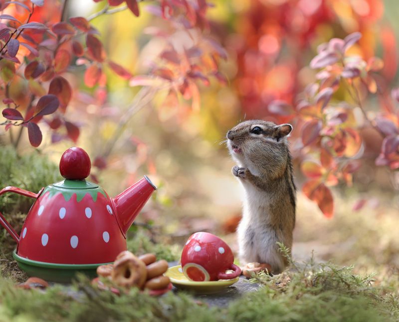 нерюнгри, бурундук, якутия, дикие_животные, женялевина, евгениялевина, животныеякутии, бурундукиибелкилевиной Чай с бубликами фото превью