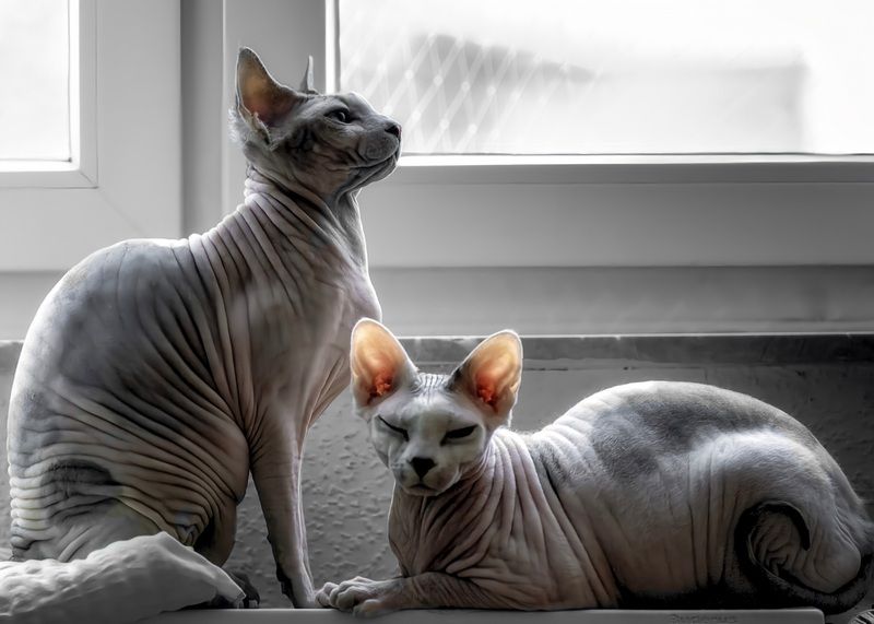 Кошки ?  Маня и Лина  фото превью