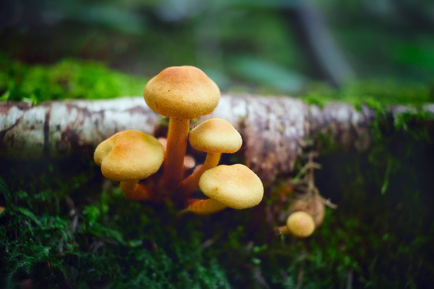 грибы, лес, Валерий Вождаев