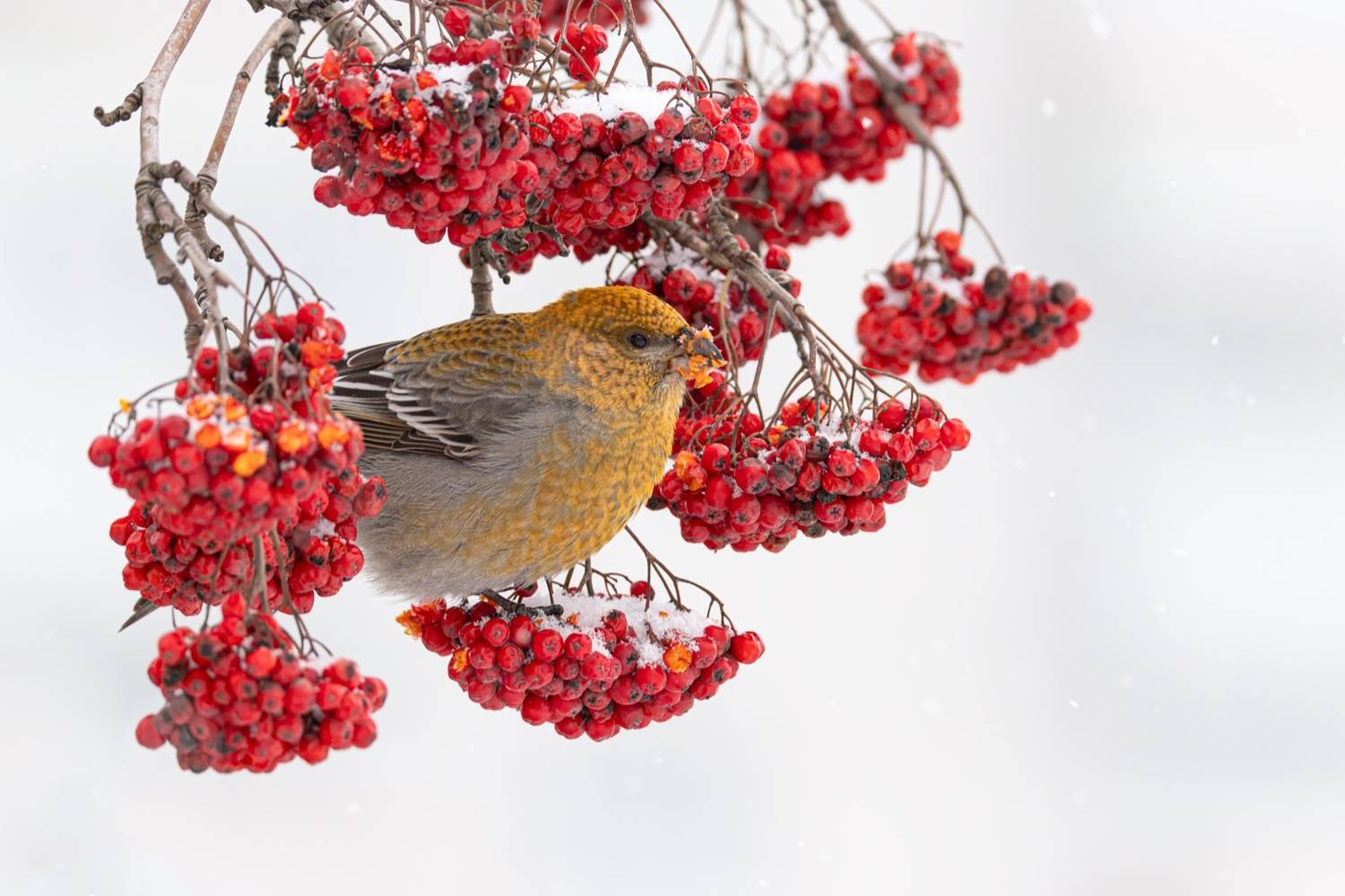 рябина, щур, птицы, Ruslan Pl