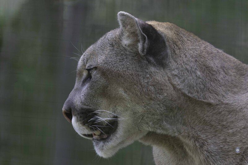 Cougar фото превью