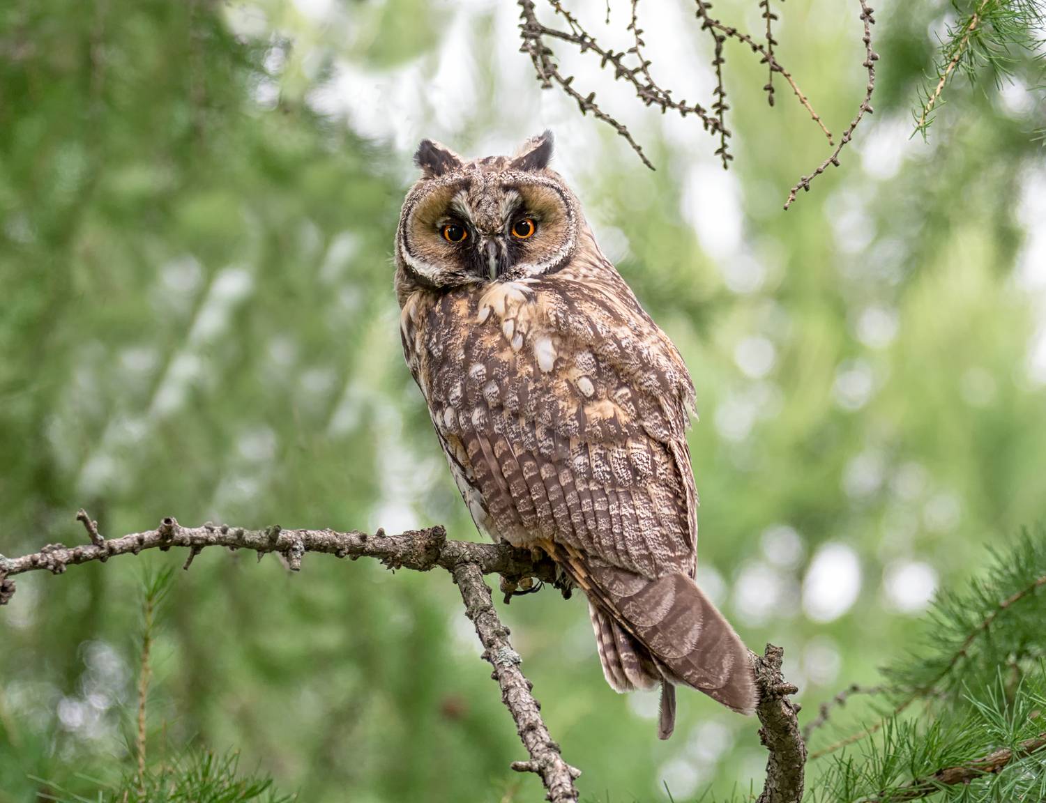 птица, сова, ушастая,, Мочалова Марина