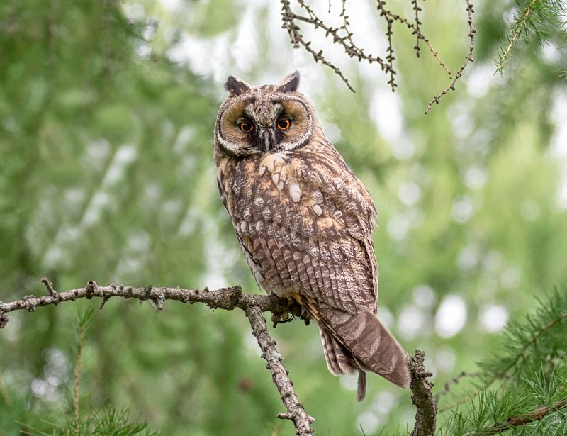 Ушастая.. фото превью