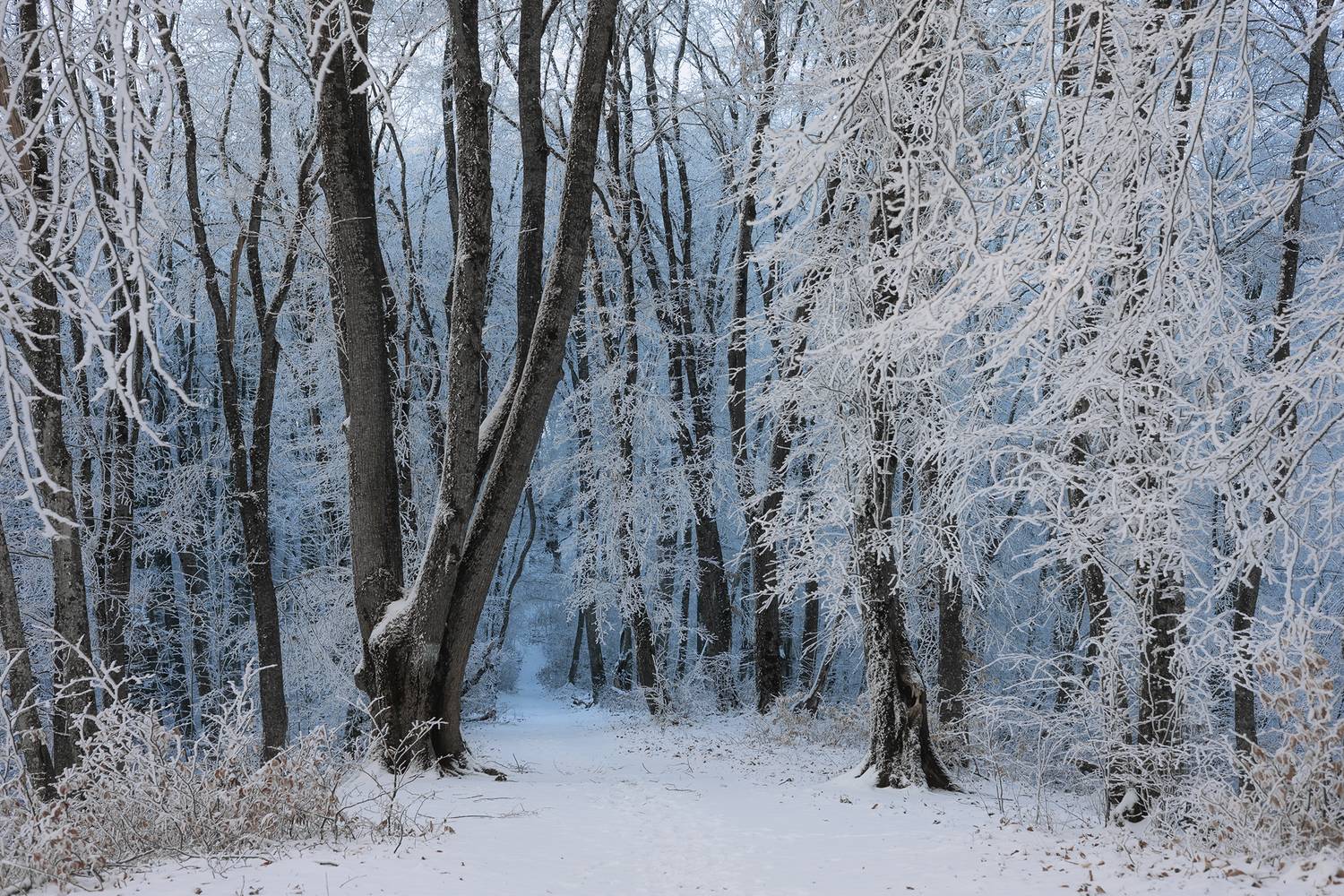 рассвет, кавказ, кбр, нальчик, кизиловка, мороз, зима, winter, snow, Ekaterina Romanova