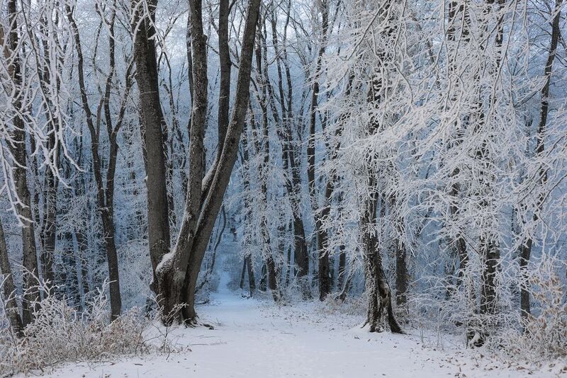 рассвет, кавказ, кбр, нальчик, кизиловка, мороз, зима, winter, snow Морозная вуаль фото превью