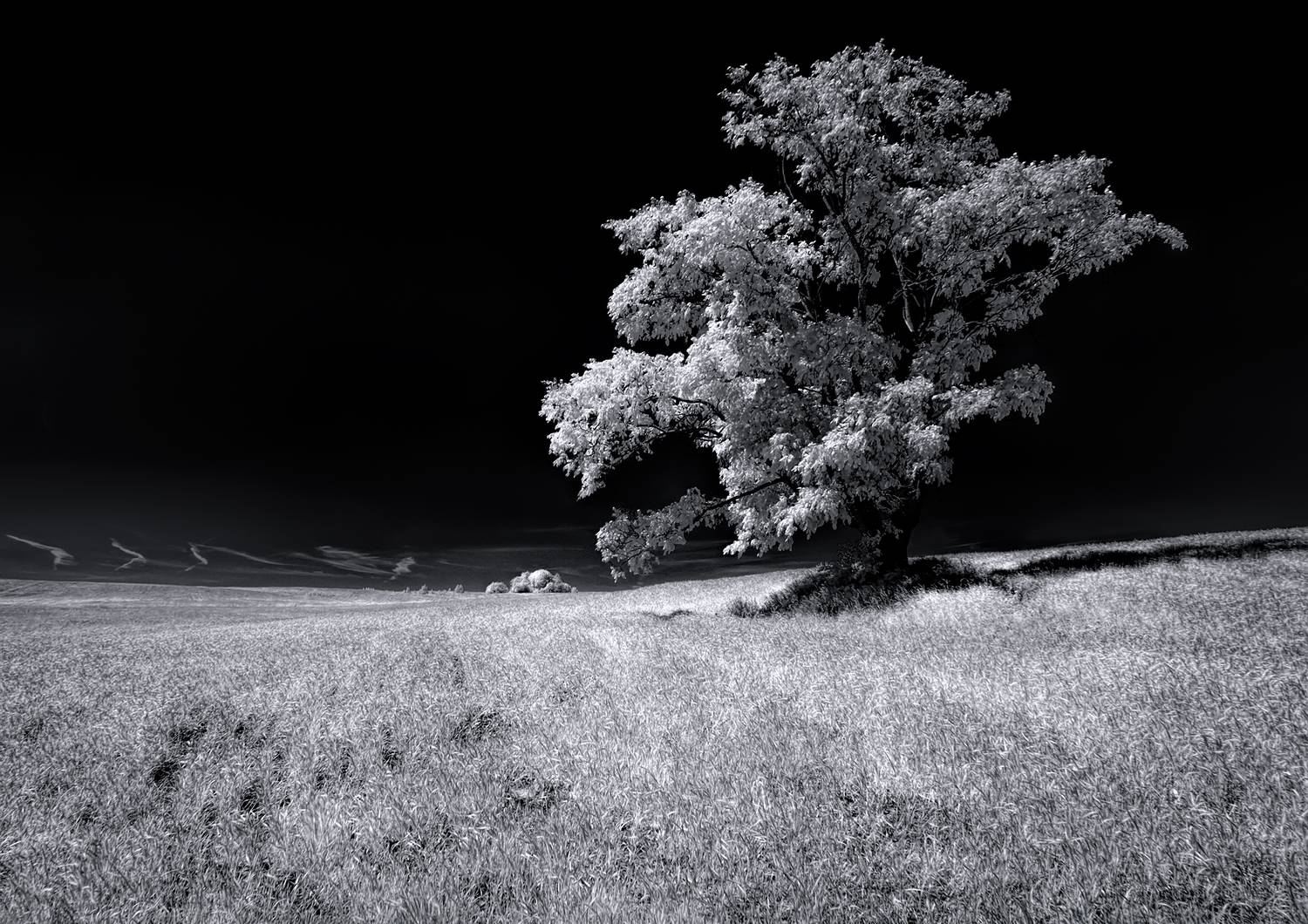 infrared, ик-фото, инфракрасное фото, инфракрасная фотография, пейзаж, лето,  Sixten (Сергей)