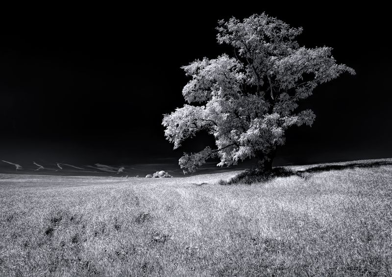 infrared, ик-фото, инфракрасное фото, инфракрасная фотография, пейзаж, лето В летнем поле фото превью