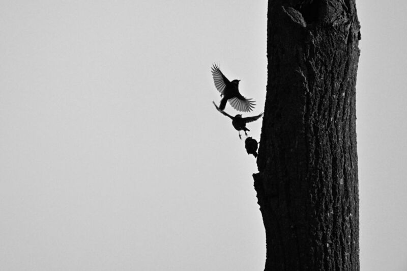 птица взлёт Земля, прощай! фото превью