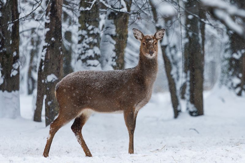 Встреча в лесу фото превью