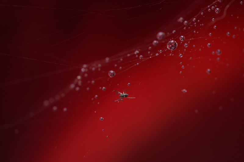 паук, красный Мелкий страх фото превью