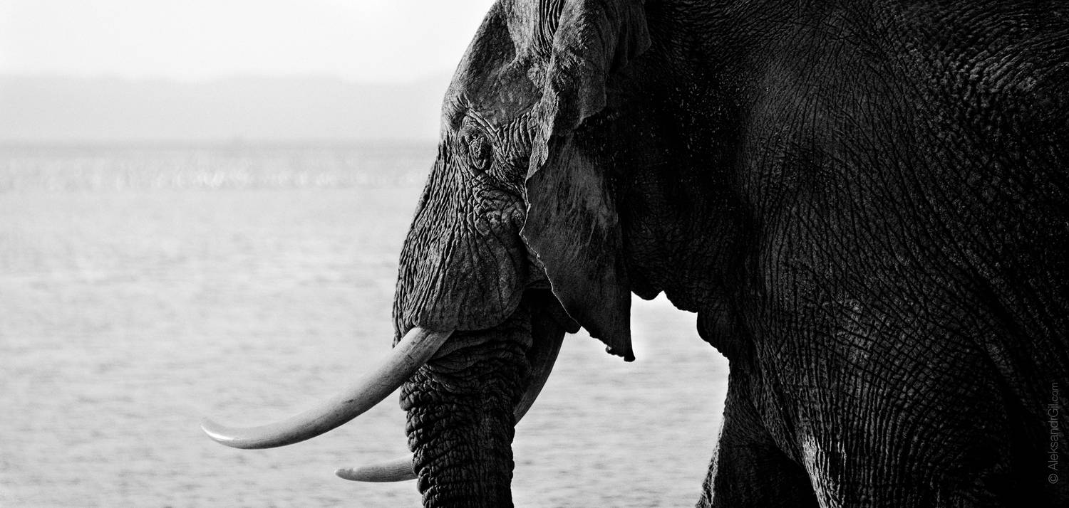 слон, африка, бивни, амбосели, сафари, озеро, Гиль Александр