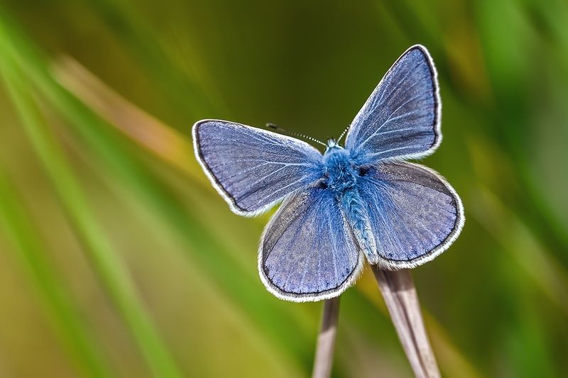 * * * фото превью