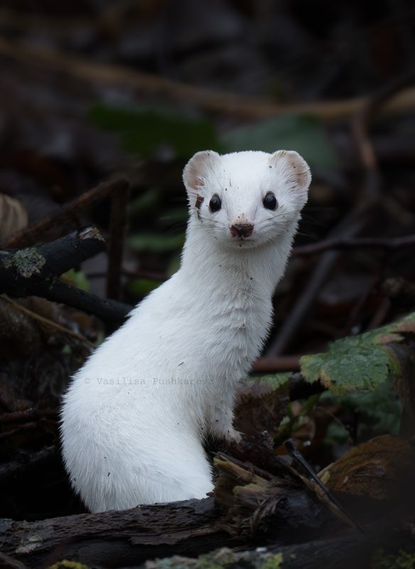 ласка Ласка фото превью