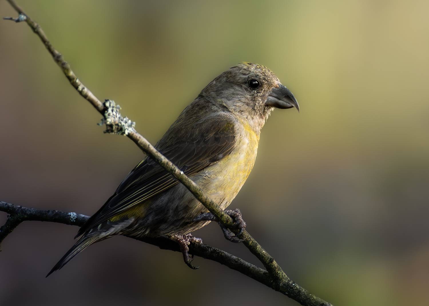 wildlife, birdwatching, nature, bird photography, птица, фотоохота, природа, клест, клест-еловик, Полина Шальнева