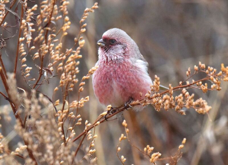 Зимнее яблочко фото превью