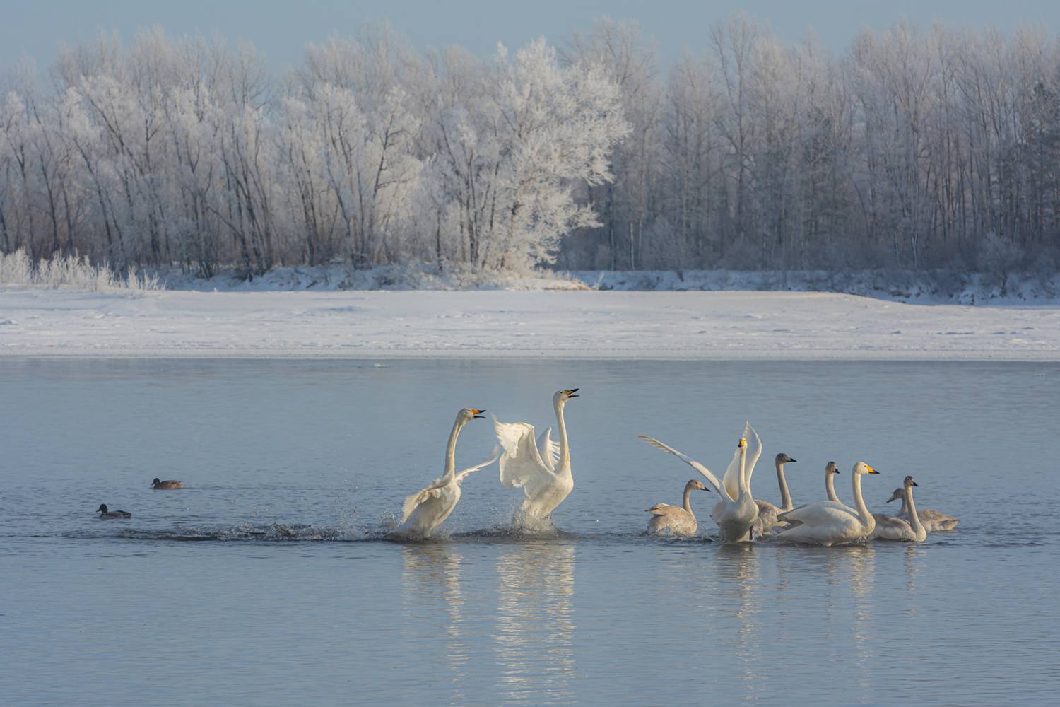 лебеди на бии, Татаркин Вячеслав