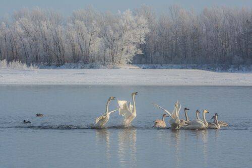 Радость нового дня