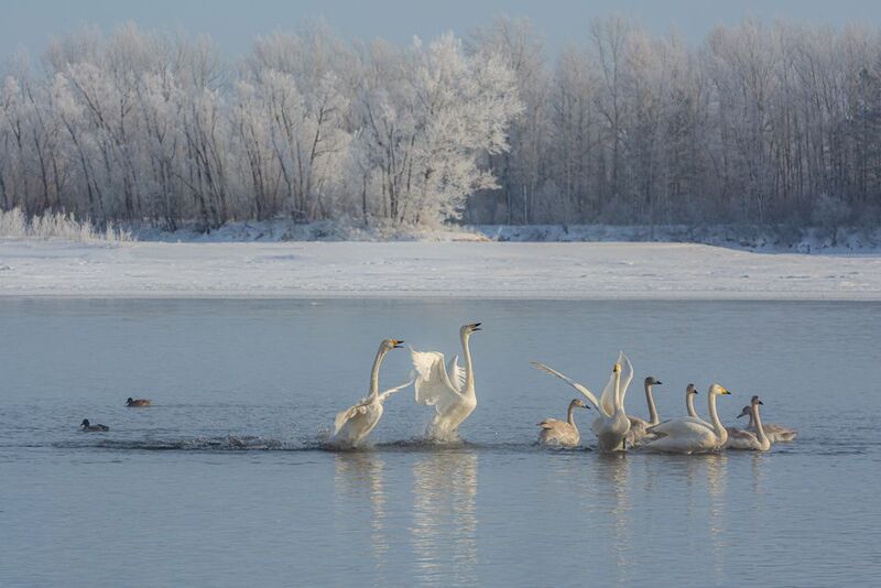 Радость нового дня фото превью