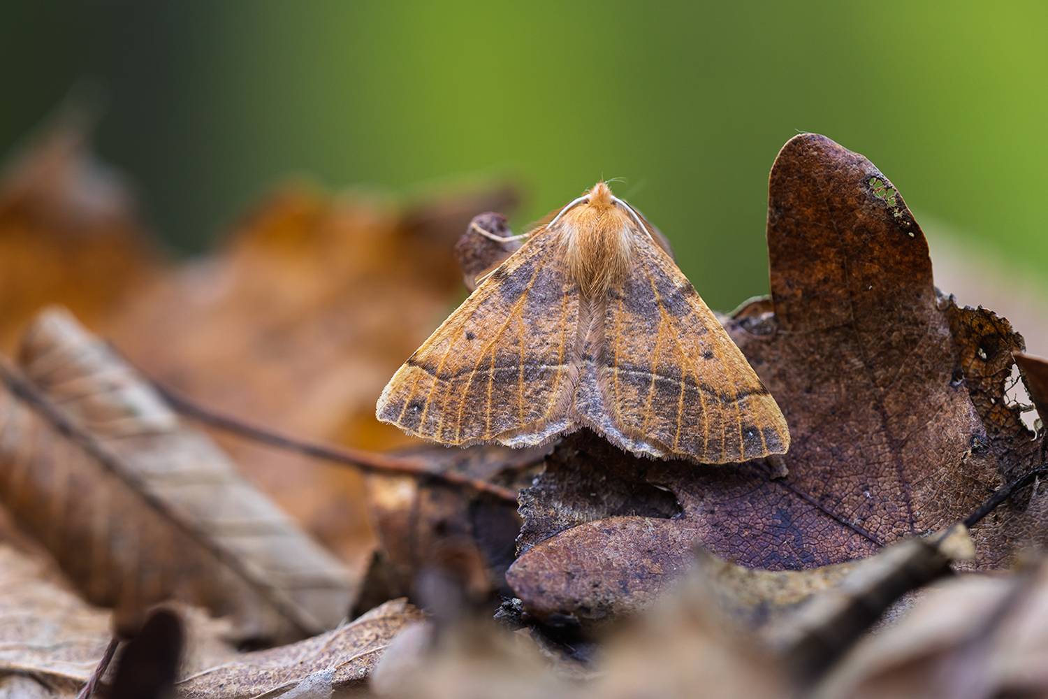 , Илья Михеев