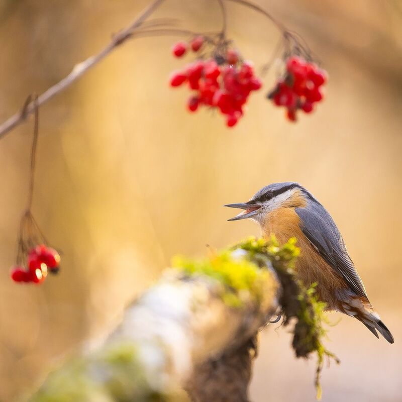 Nuthatch фото превью