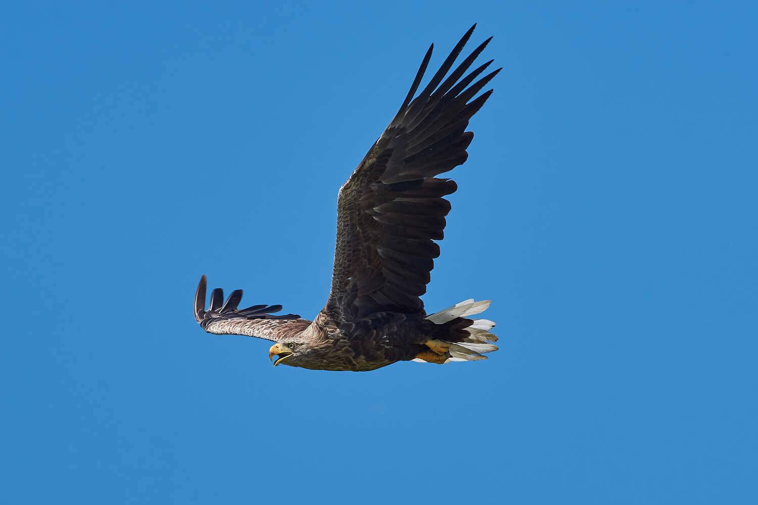 Орлан-белохвост, Haliaeetus albicilla, , Павел Сторчилов