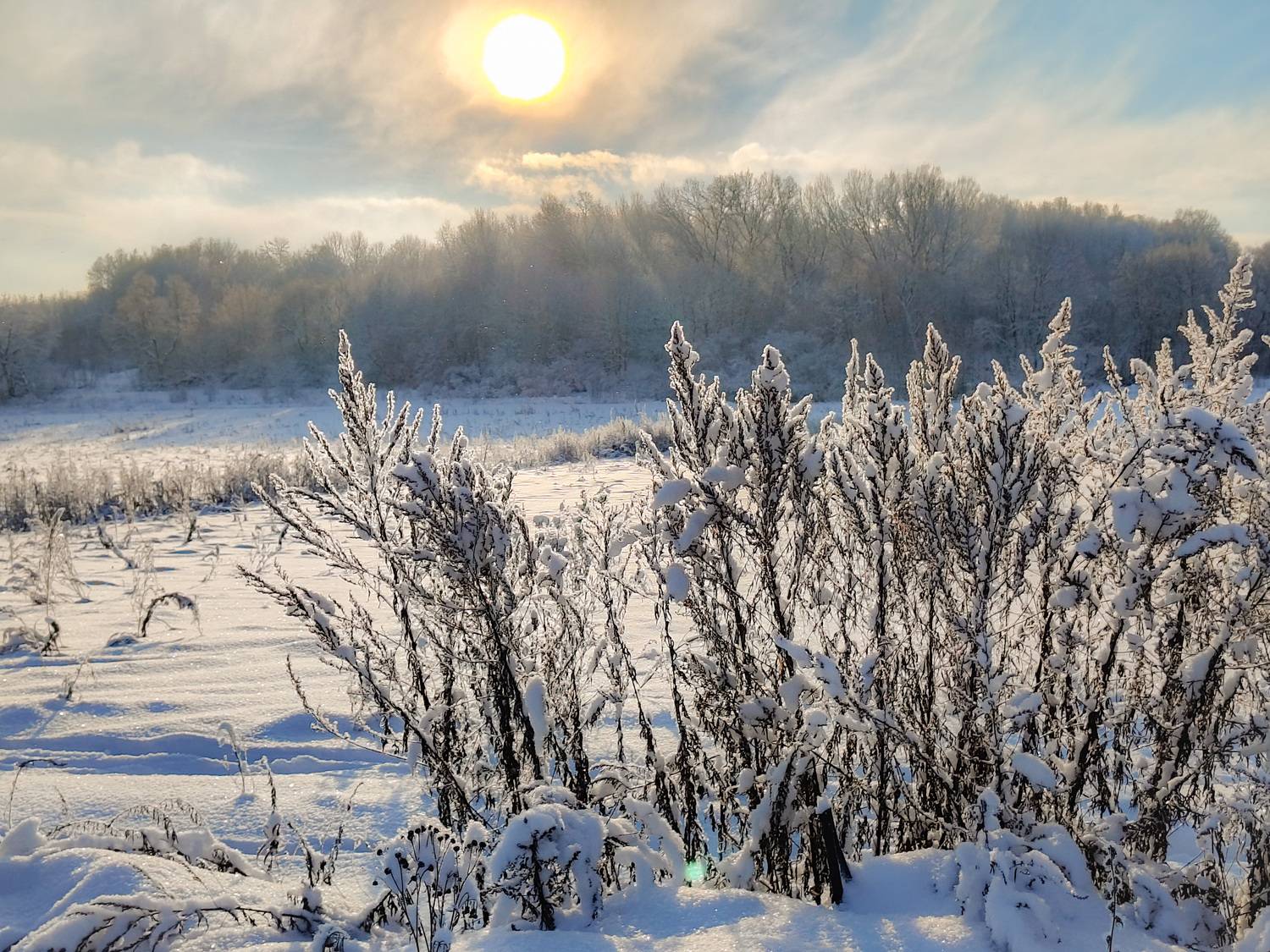 , Кондрашова Светлана