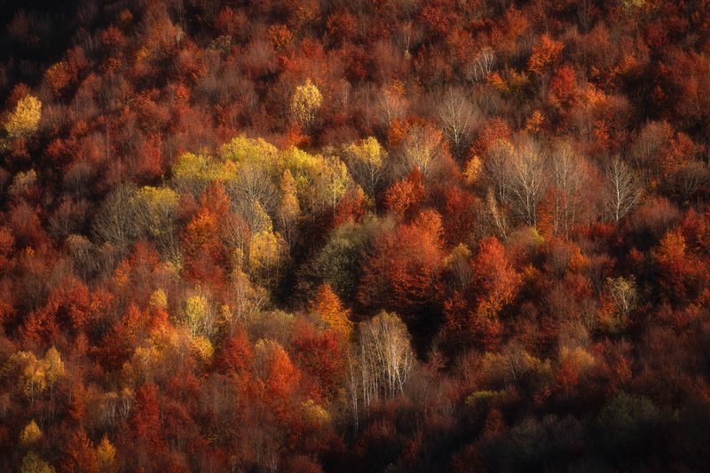 georgia, mestia, autumn, trees, colors, outdoors The Beauty of Letting Go фото превью
