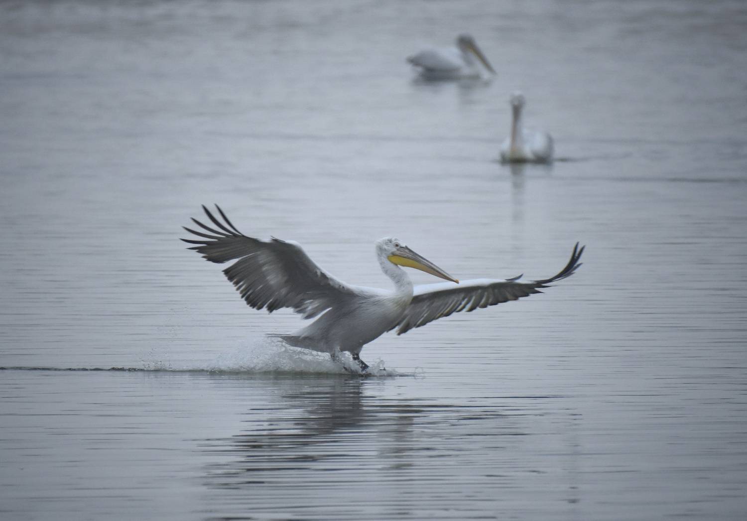 , Герчев Николай
