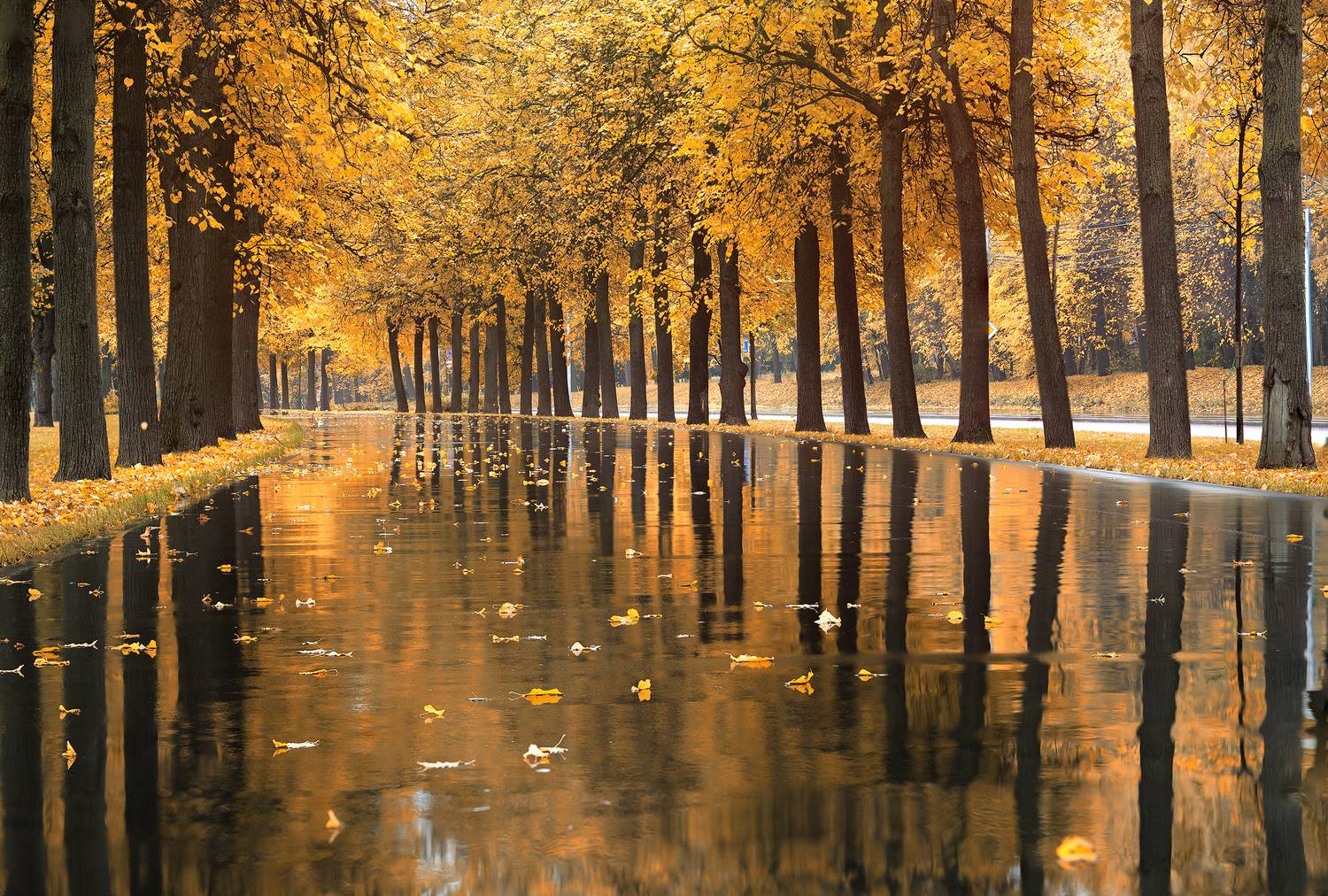 Осень, город, Москва, листья, Кочкин Владимир