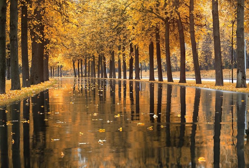 Осень, город, Москва, листья Осень на улице Косыгина фото превью