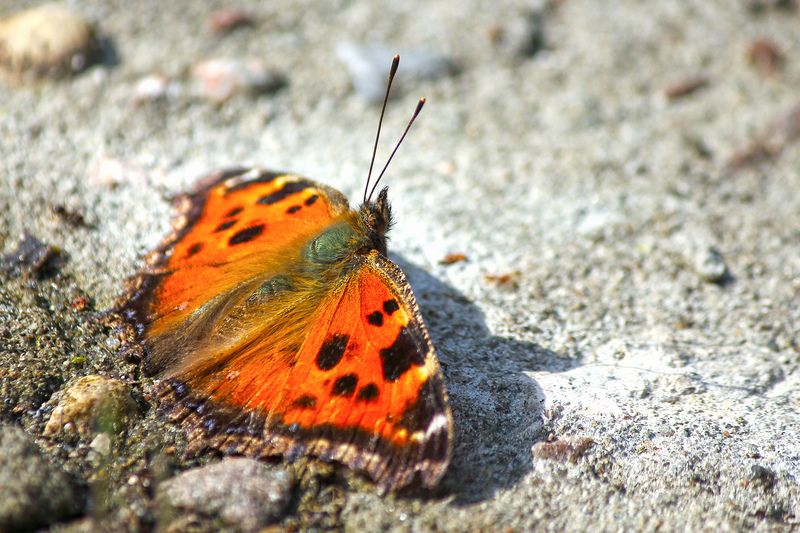 Многоцветница чёрно-рыжая (Nymphalis xanthomelas) фото превью