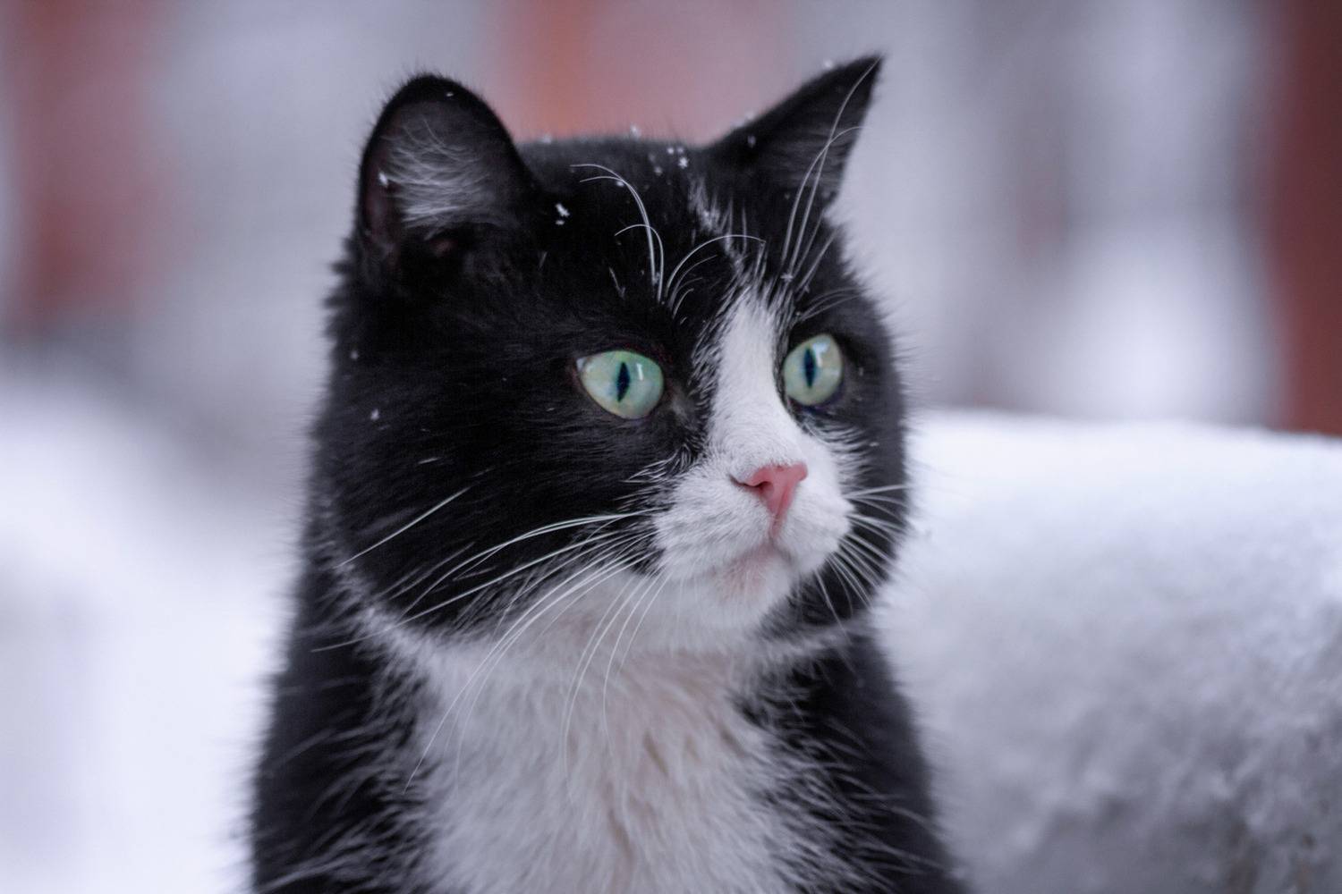 кот, Александр Канцур