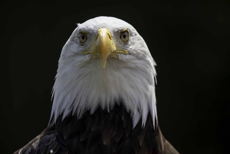 Bald eagle фото превью