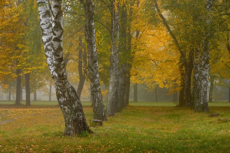 осень листва утро лес туман Осеннее утро фото превью