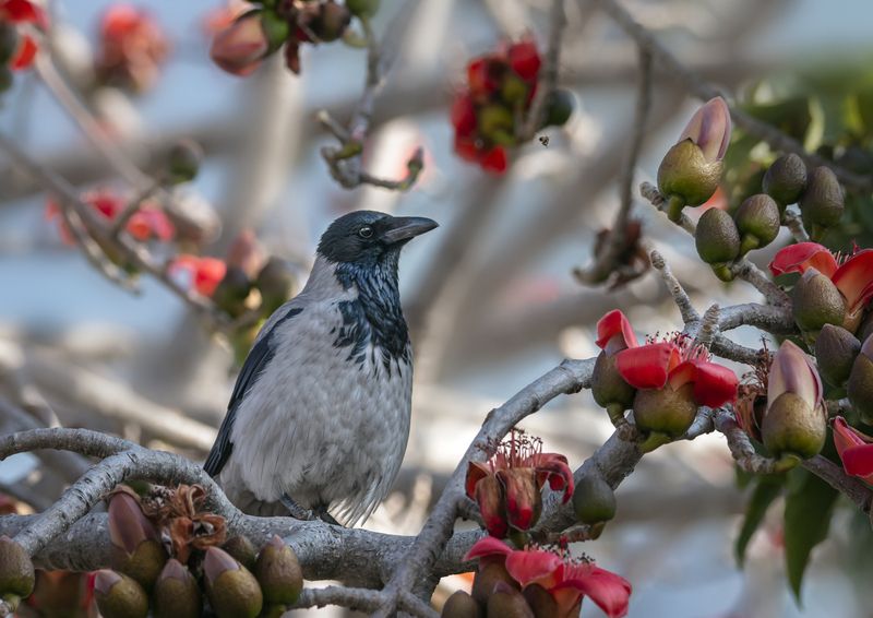 ворона, цветы, небо, бутоны, клюв. Портрет в красивой рамке. фото превью