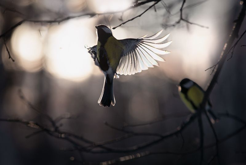 *** фото превью