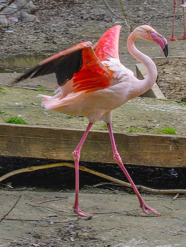 Фламинго фото превью