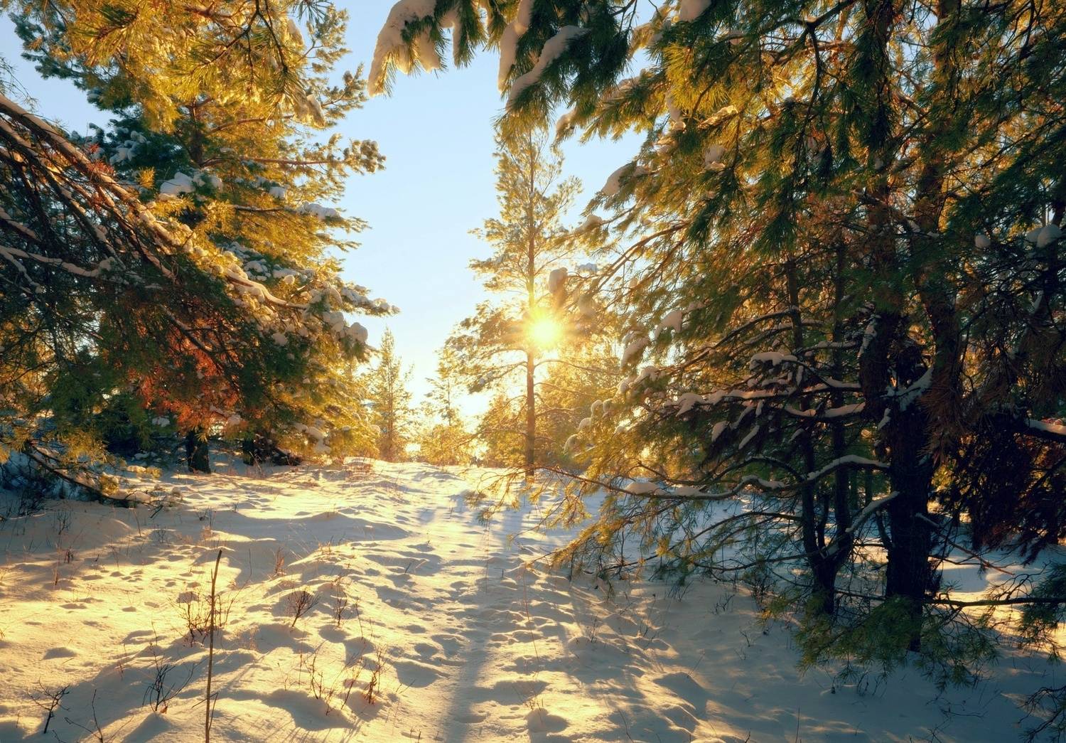 , Шустиков Дмитрий