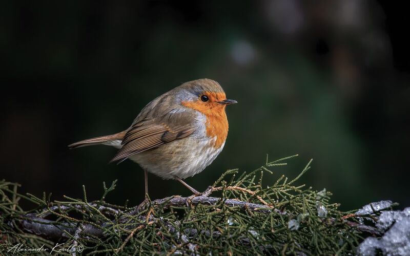 зарянка, малиновка, erithacus rubecula, зима, холод Пухлячок фото превью
