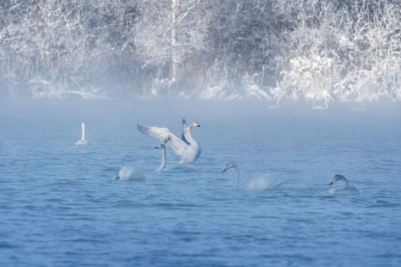 Лебединая зимняя гавань … Swan winter harbor ... фото превью