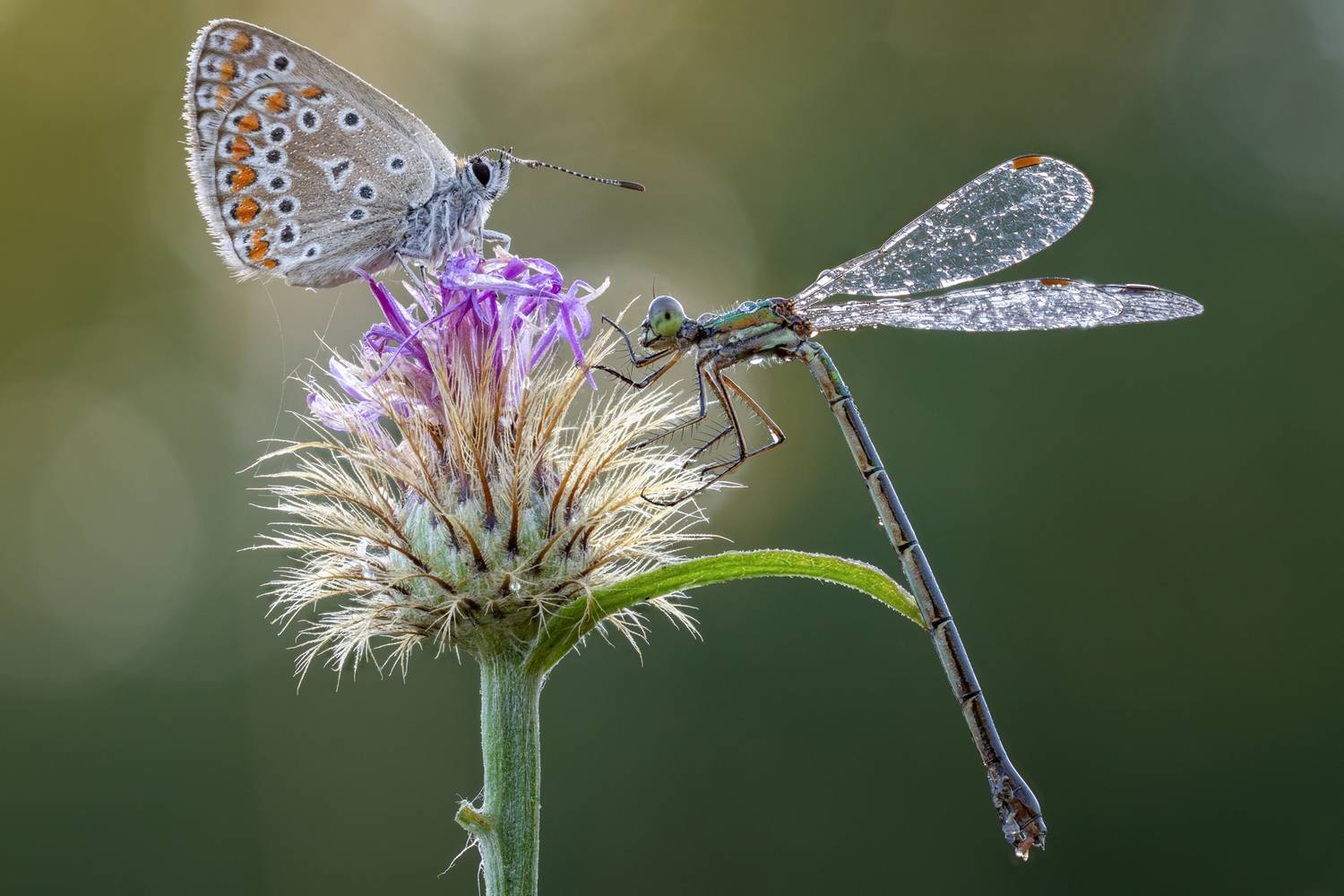, Кузнецов Дмитрий