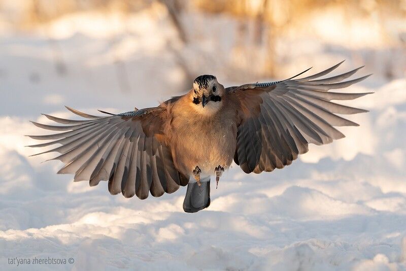 Сойка фото превью