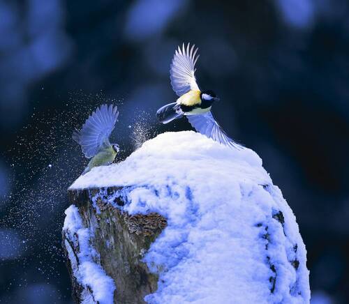 Синицы в вихре зимнего танца