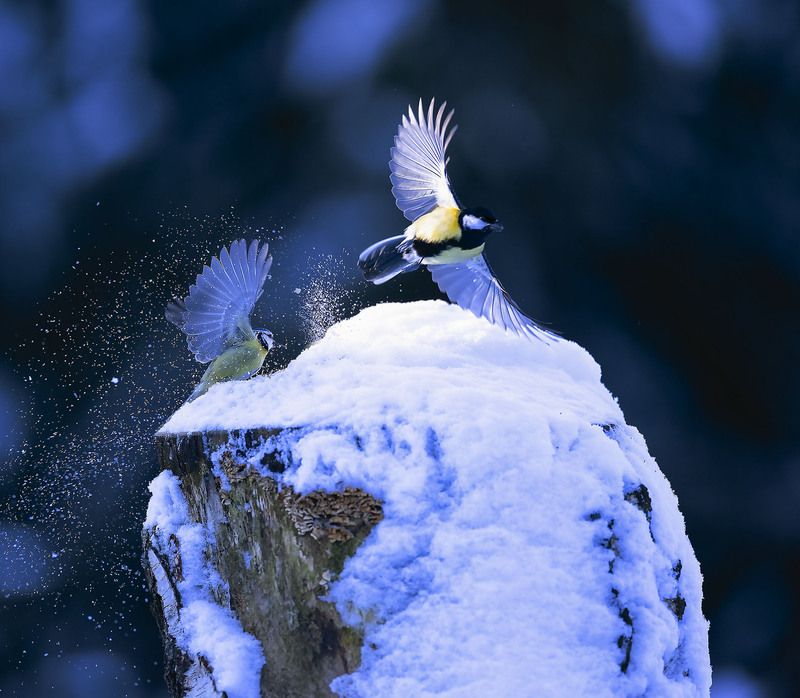 Синицы в вихре зимнего танца фото превью