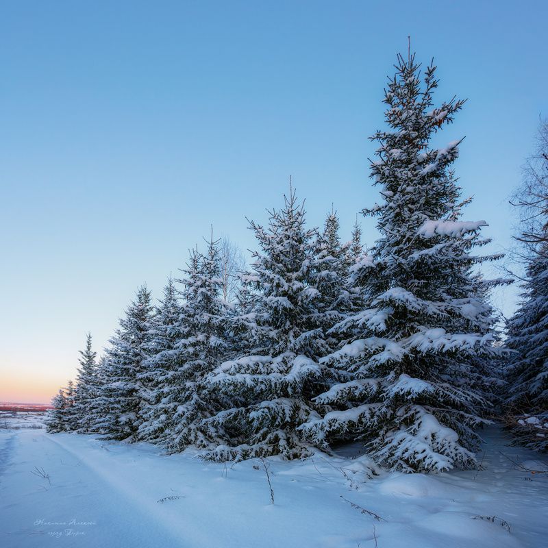 Ёлки в квадрате фото превью
