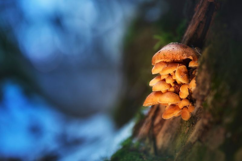 грибы, лес, снег Грибочки фото превью